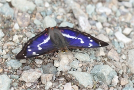 <p>BATOLEC DUHOVÝ (Apatura iris) Slovensko - Volovské vrchy ---- /Purple emperor - Großer Schillerfalter/</p>